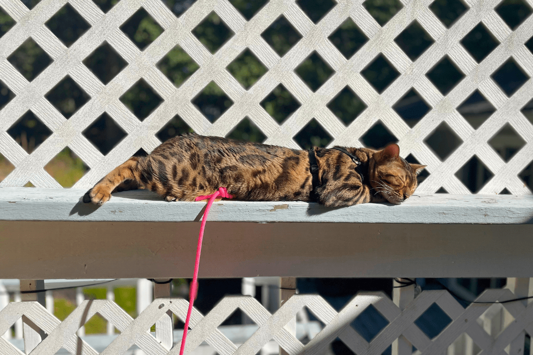 How to Put a Harness on a Cat - Easy Way to Put On a Cat Harness - OutdoorBengal