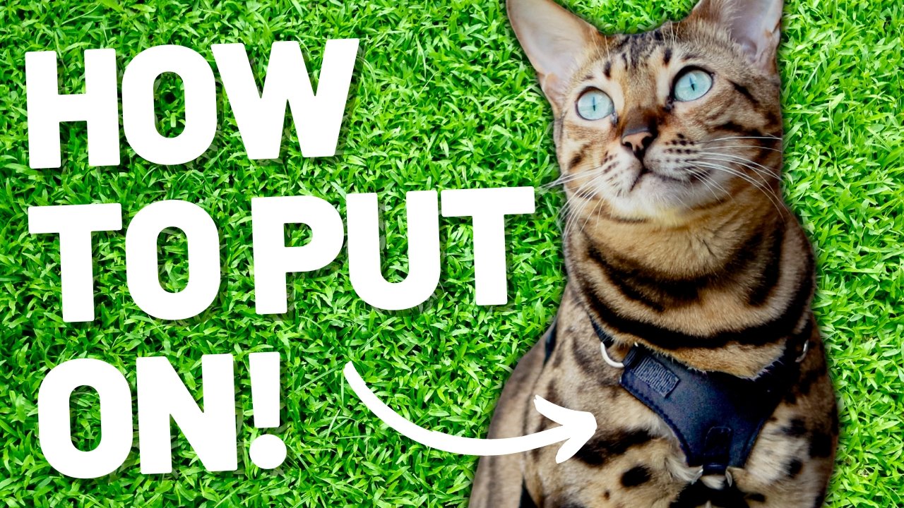 How to Put a Harness on a Cat - Easy Way to Put On a Cat Harness - OutdoorBengal