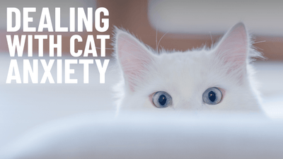 How to Reduce Cat Anxiety? - OutdoorBengal