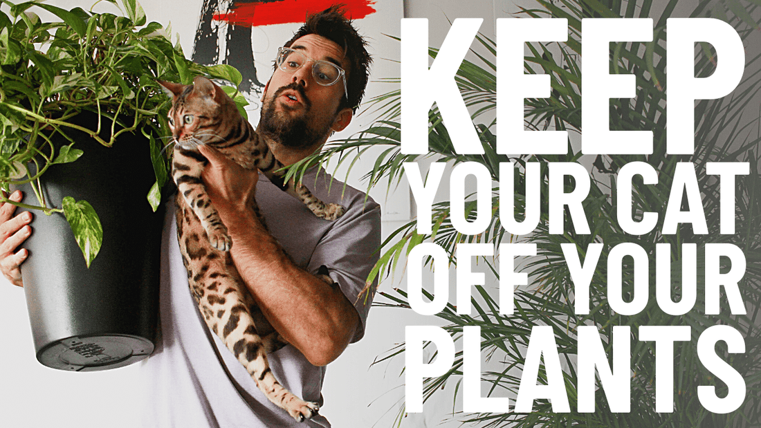 How to STOP Your Cat from Eating Your Plants (Proven Methods) - OutdoorBengal