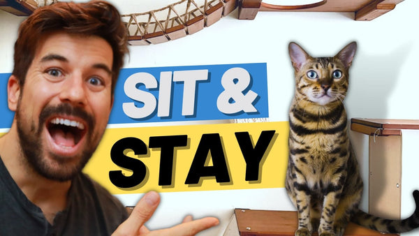 How to Teach a Cat to SIT & STAY (Easy Way)