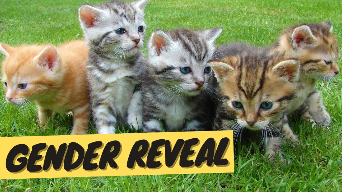 How to Tell Kittens Gender and Know if Kittens Are Male or Female - OutdoorBengal