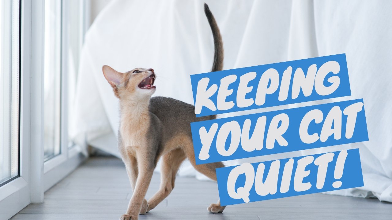 How to Train a Cat to Be Quiet – An Ultimate Guide - OutdoorBengal
