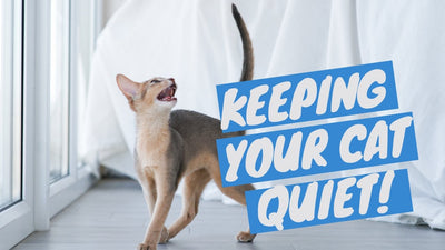 How to Train a Cat to Be Quiet – An Ultimate Guide - OutdoorBengal