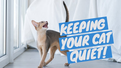 How to Train a Cat to Be Quiet – An Ultimate Guide