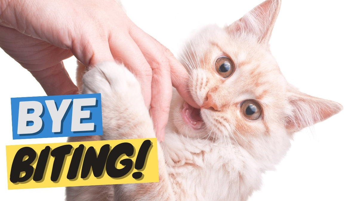 How to Train a Cat to Not Bite - OutdoorBengal