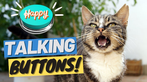 How to Use Talking Buttons - Train a Cat to Use Talking Buttons