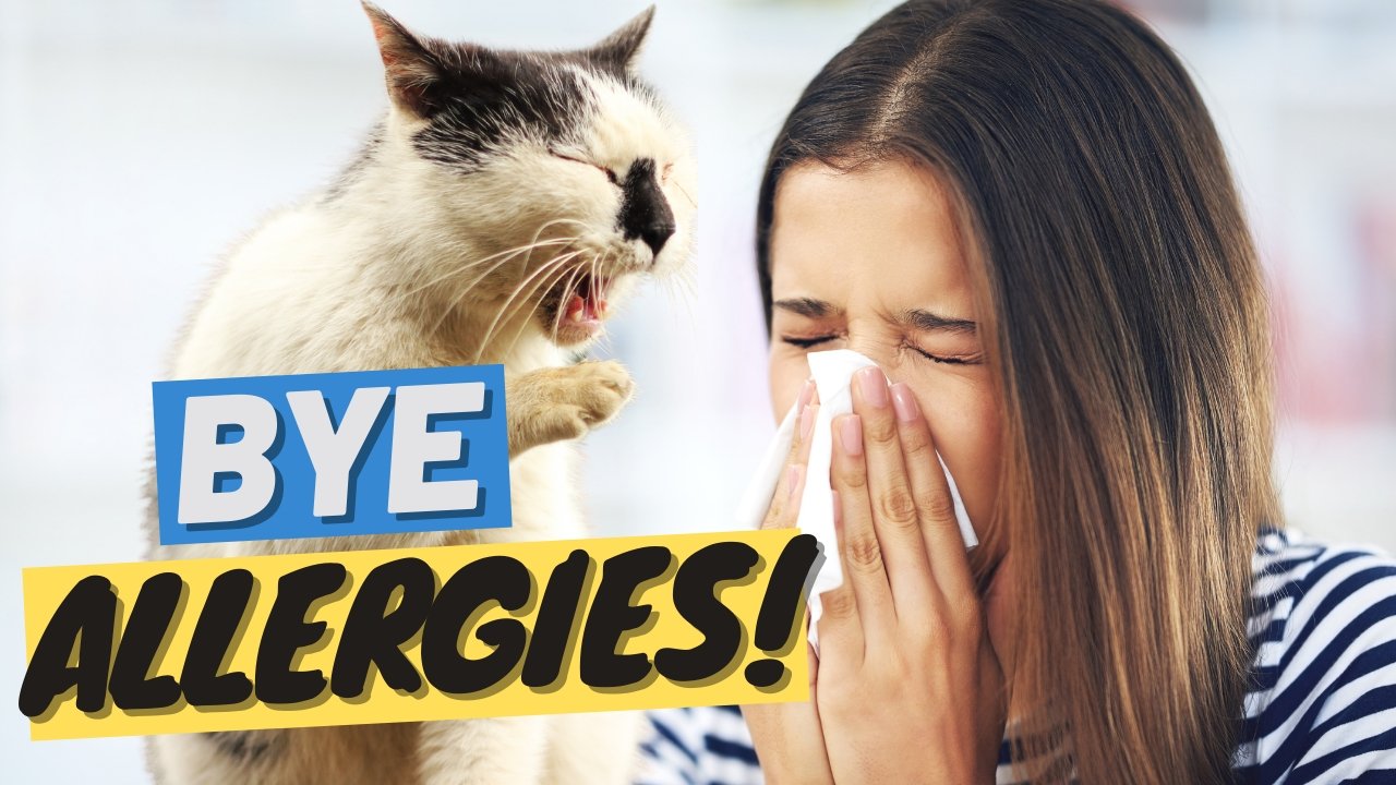 Hypoallergenic Cats - Is There Hope For Allergic People? - OutdoorBengal