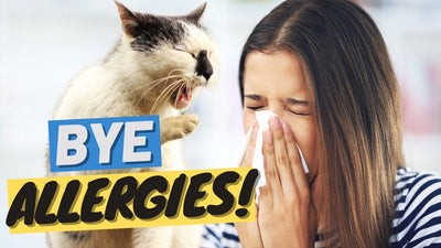 Hypoallergenic Cats - Is There Hope For Allergic People? - OutdoorBengal