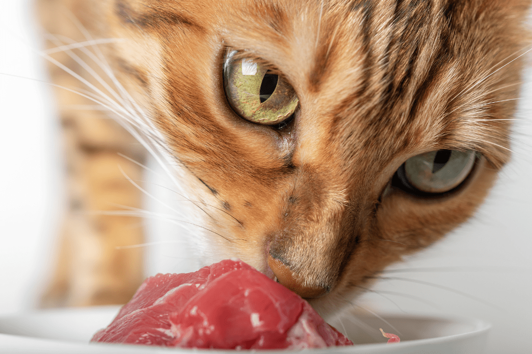 I Started Feeding my Cat Raw. YOU SHOULD TOO! - OutdoorBengal