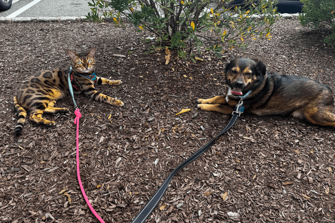 Indoor Cat vs. Outdoor Cat - Is Walking a Cat on a Leash a Good Idea? - OutdoorBengal