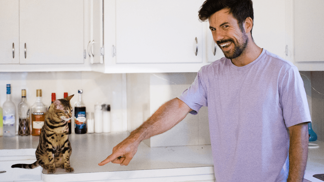 Is It Safe for Cats to Be on the Counter? - OutdoorBengal