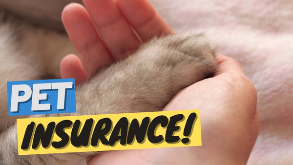 Is Pet Insurance For Cats Worth It?