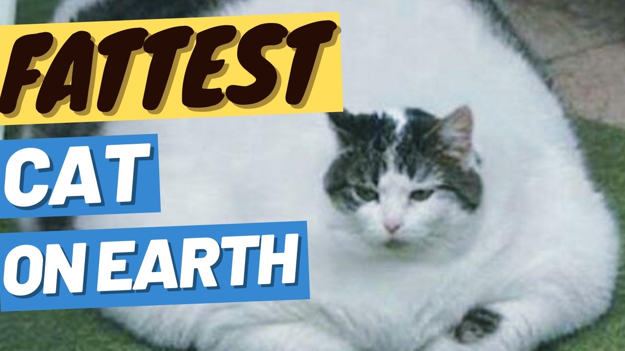 Is Your Cat Fat? Start a Weight Loss Journey! - OutdoorBengal