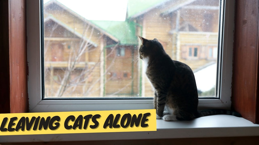 Leaving Your Cat Alone - A Complete Guide to Prevent Lonely Cats - OutdoorBengal