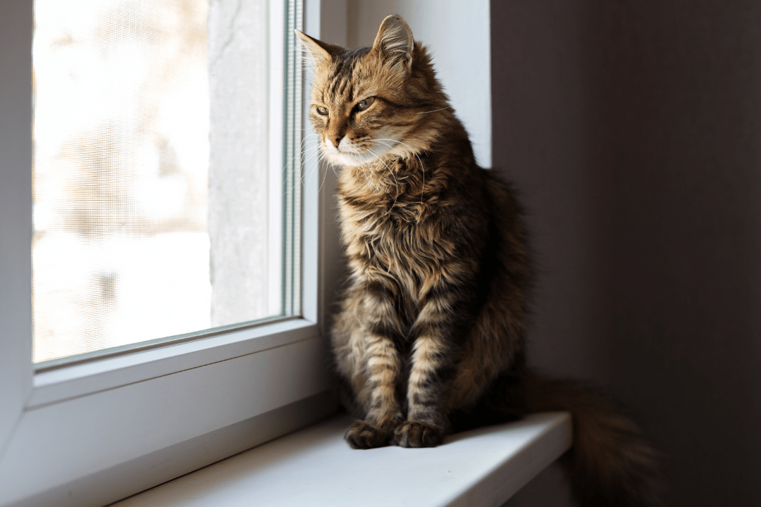 Leaving Your Cat Alone - A Complete Guide to Prevent Lonely Cats - OutdoorBengal