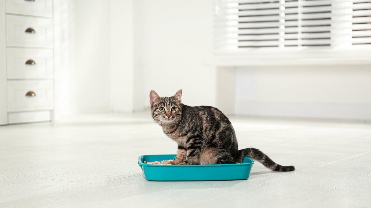 LitterBox 101 - Things You are Doing Wrong & How to Get them Right - OutdoorBengal