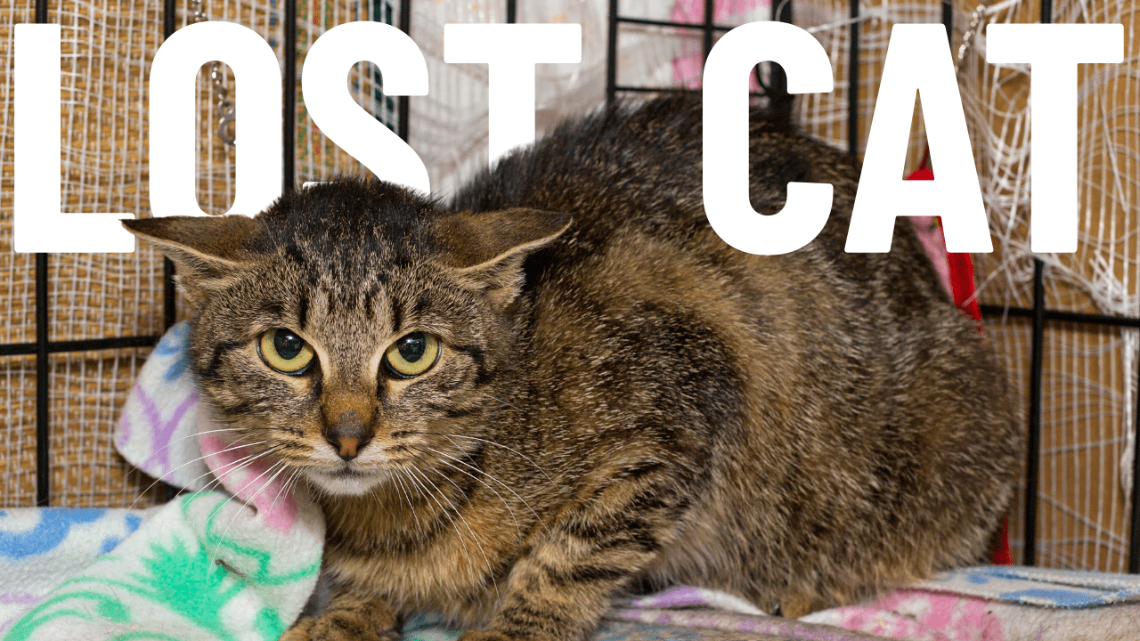 Lost Cat? - 6 Tips to Find a Cat that's Gone Missing or Escaped - OutdoorBengal