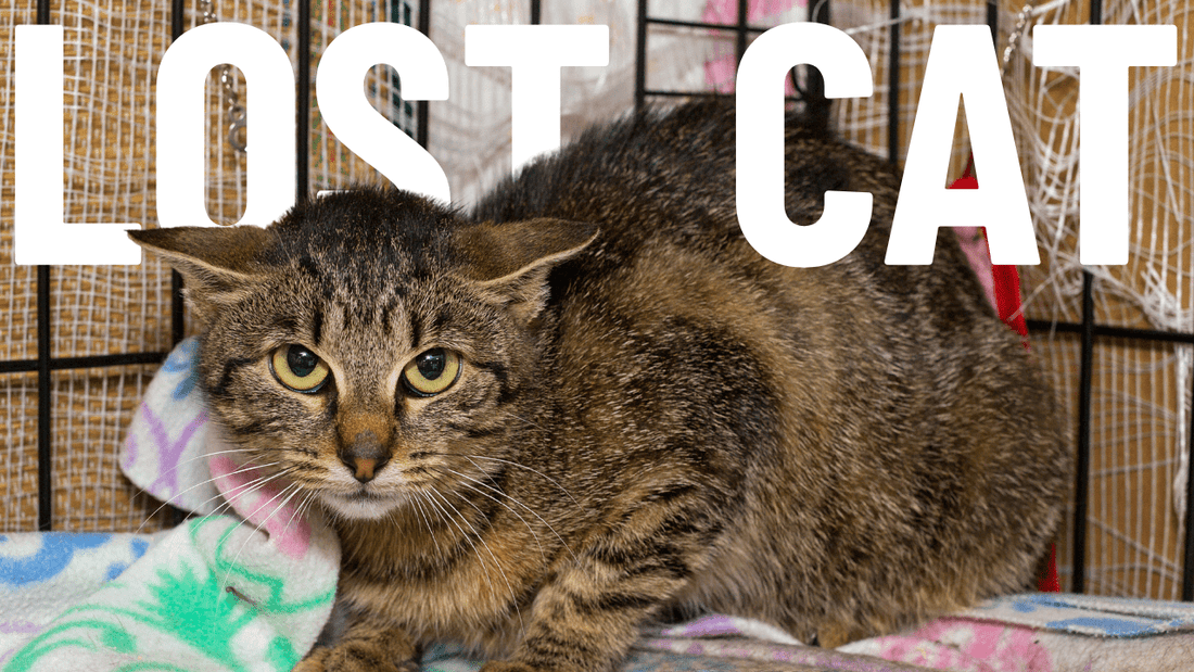 Lost Cat? - 6 Tips to Find a Cat that's Gone Missing or Escaped - OutdoorBengal