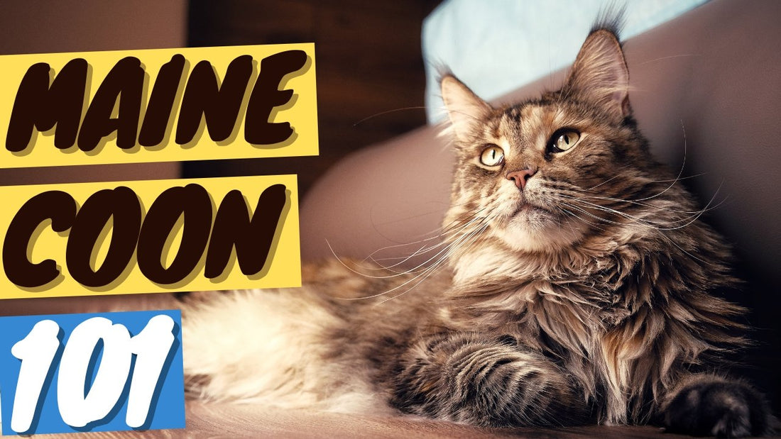 Maine Coon Cat 101 - History, Personality and Traits - OutdoorBengal