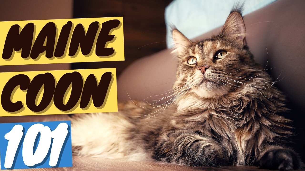 Maine Coon Cat 101 - History, Personality and Traits - OutdoorBengal