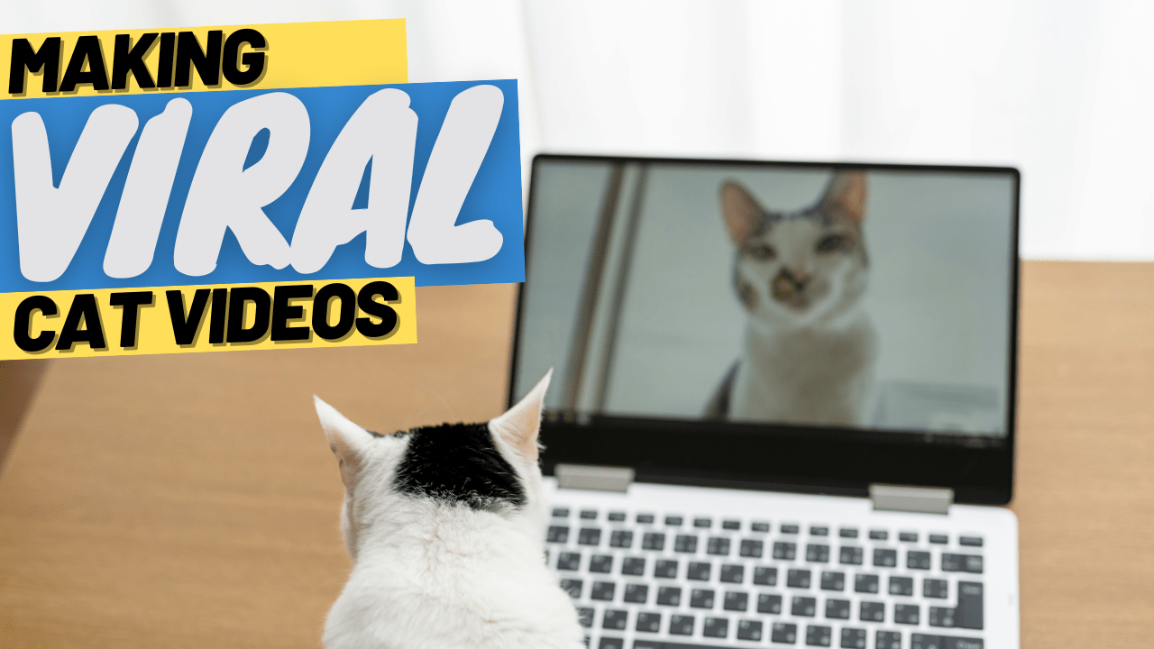 Making Cat Videos that Go Viral (Step-by-Step) – OutdoorBengal