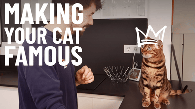 Making Your Cat Internet Famous - 3 Easy Steps - OutdoorBengal