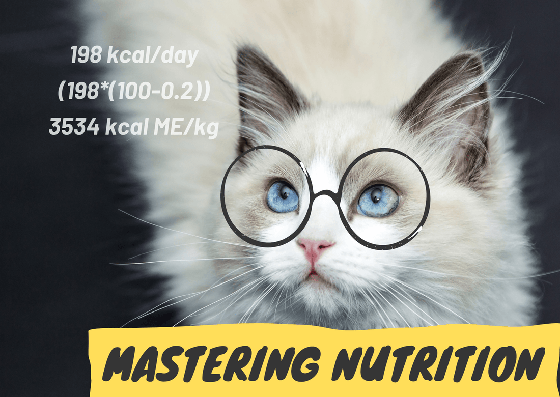 Mastering Feline Nutrition: A Veterinarian's Guide to Calculating Your Cat's Daily Food Amount - OutdoorBengal