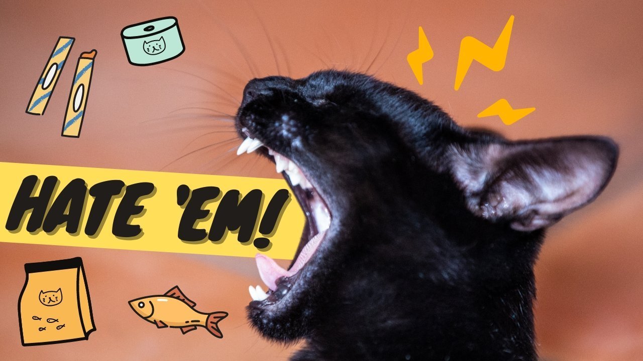 My Cat Doesn't Like Treats - Train a Cat That's NOT Food Motivated - OutdoorBengal