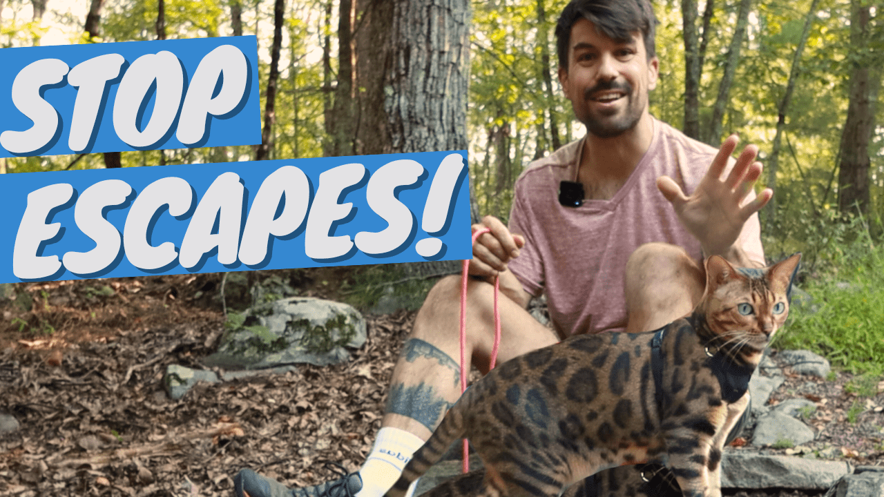 No More Escapes: Keep Your Cat from Escaping Harness - OutdoorBengal