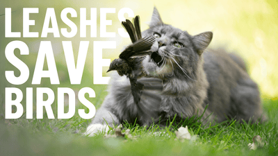 Paws for Thought: Why Leash-Training Your Cat is a Win for Birds - OutdoorBengal