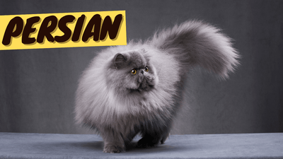 Persian Cat 101 - History, Personality and Traits - OutdoorBengal