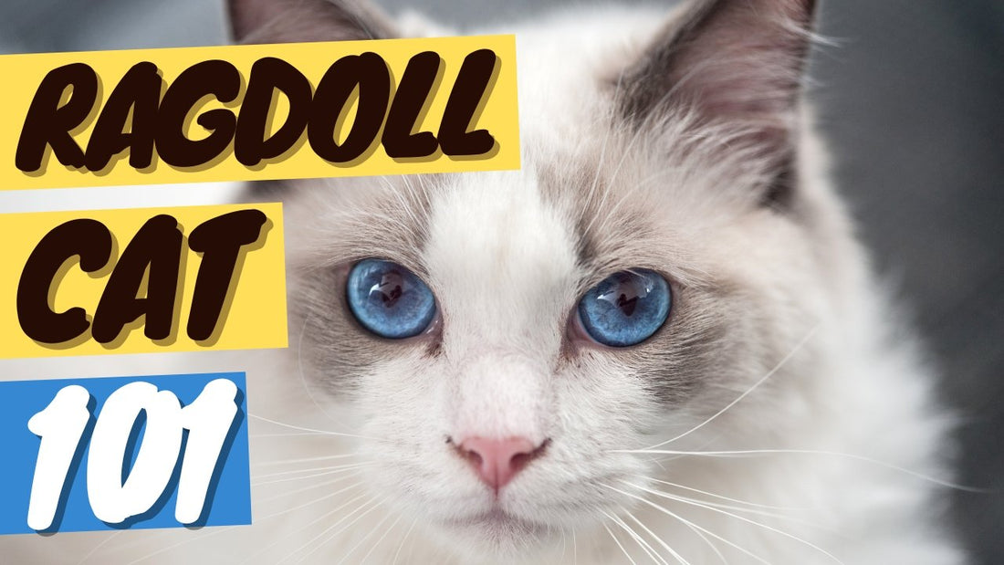Ragdoll Cat 101 - History, Personality and Traits - OutdoorBengal