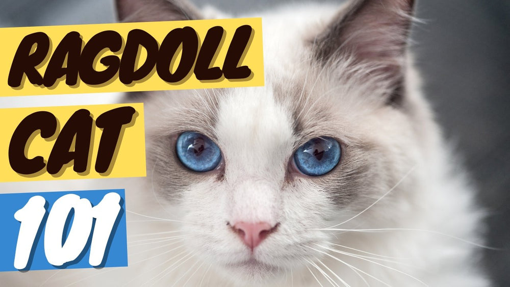 Ragdoll Cat Breed: History, temperament and care of the Ragdoll cats