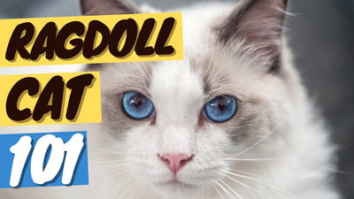 Ragdoll Cat 101 - History, Personality and Traits