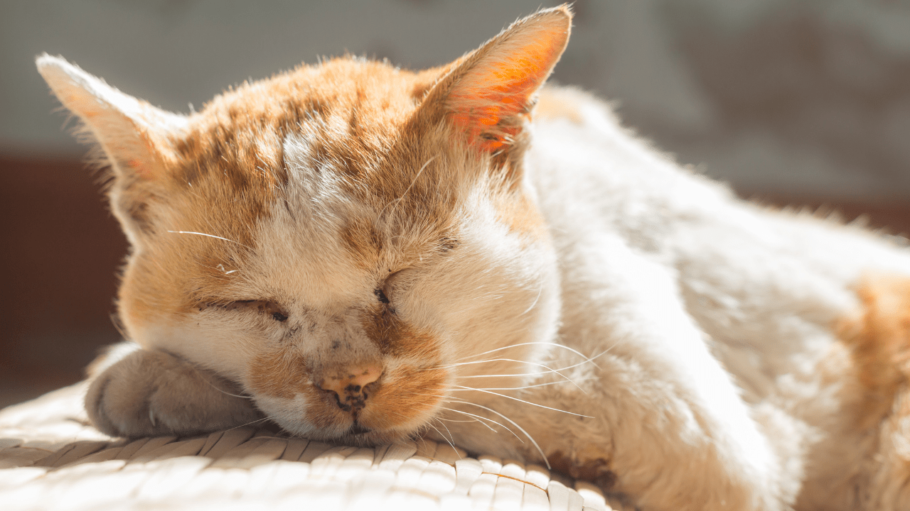 Recognizing the Signs: Is My Cat Nearing the End of Its Life? - OutdoorBengal