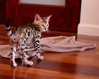 Safe Kitten Collars: What to Look for & What to Avoid - OutdoorBengal