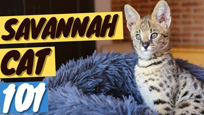 Savannah Cat 101 - Personality, Traits, Price & Size - OutdoorBengal