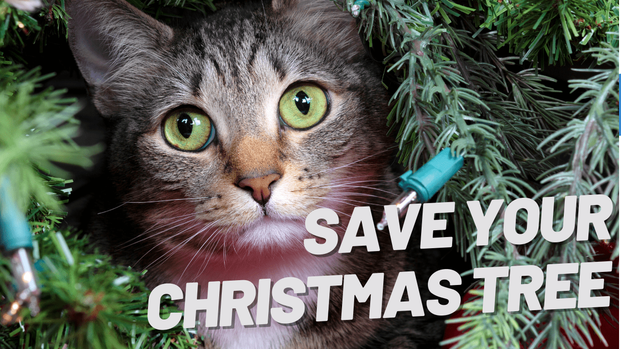 Saving the Christmas Tree from Your Cat: Tips and Tricks - OutdoorBengal