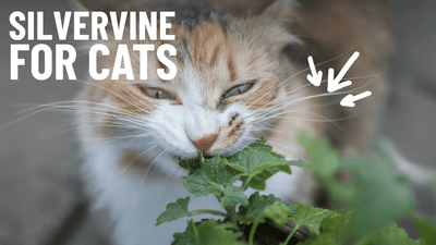 Silvervine: The Ultimate Catnip Alternative for Picky Cats - OutdoorBengal
