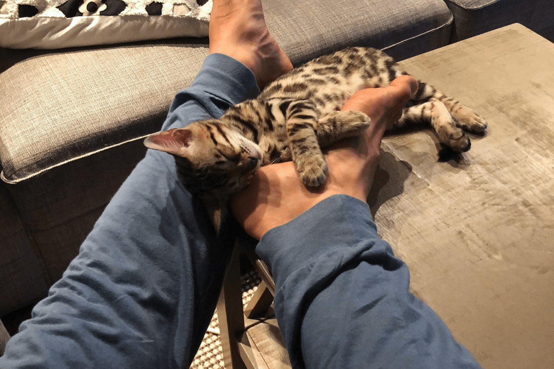 Simple Process to Successfully Introduce a New Cat Home - OutdoorBengal