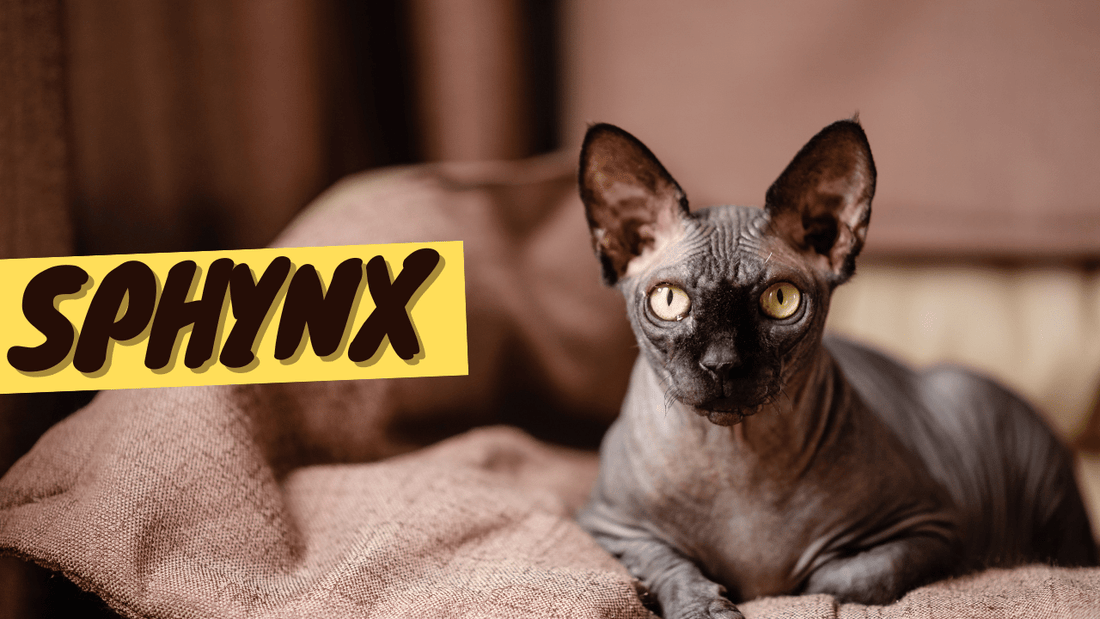 Sphynx Cat 101 - History, Personality and Traits - OutdoorBengal