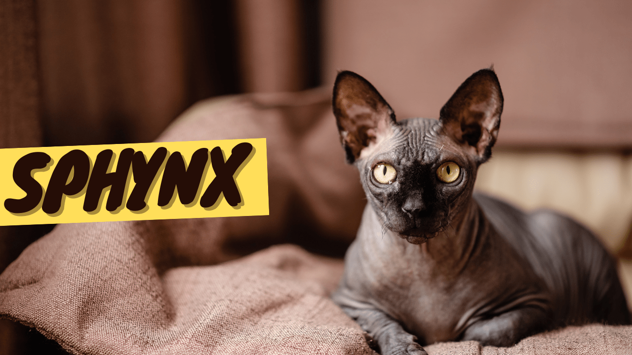 Sphynx Cat 101 - History, Personality and Traits - OutdoorBengal