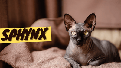 Sphynx Cat 101 - History, Personality and Traits - OutdoorBengal