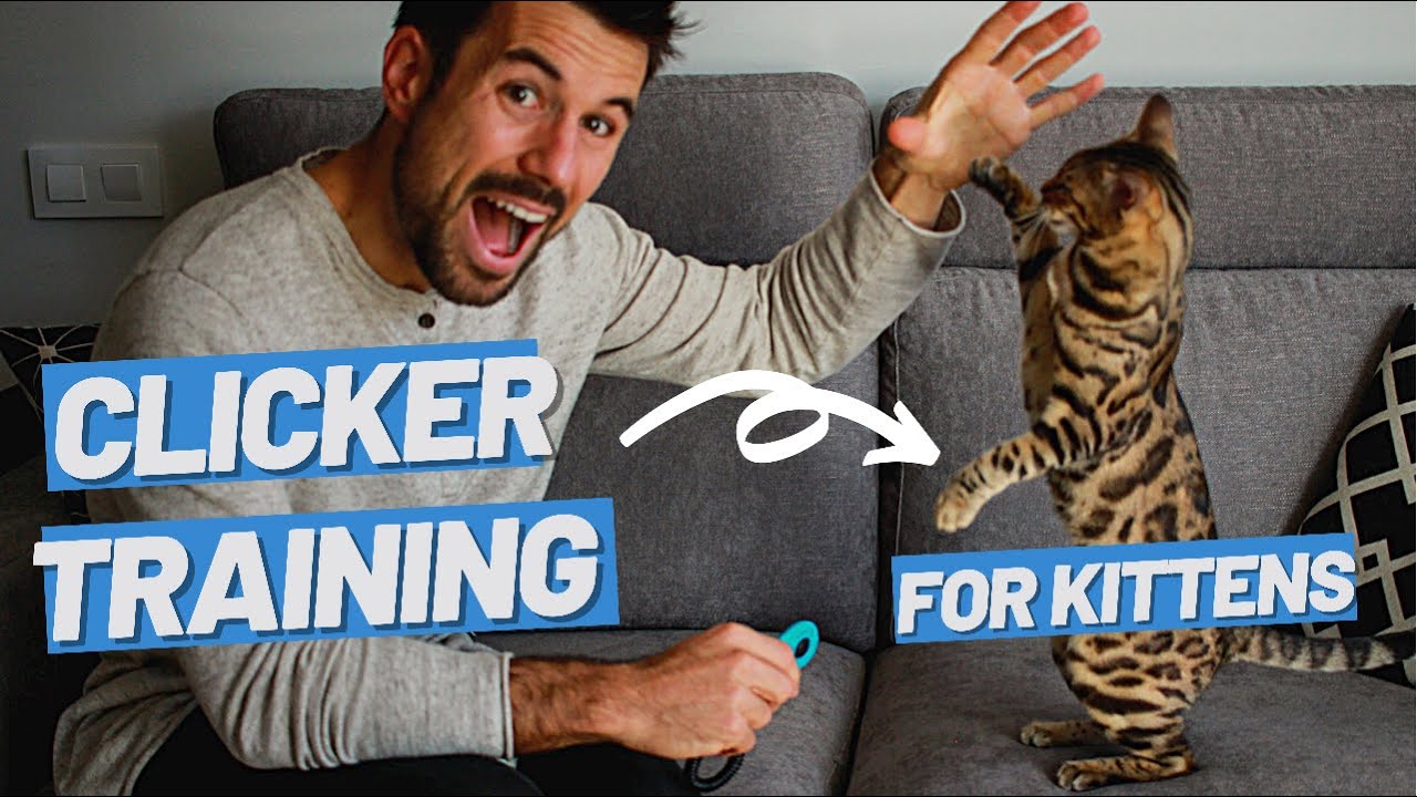 Start Clicker Training Your Cat - What to Teach and When to Start - OutdoorBengal