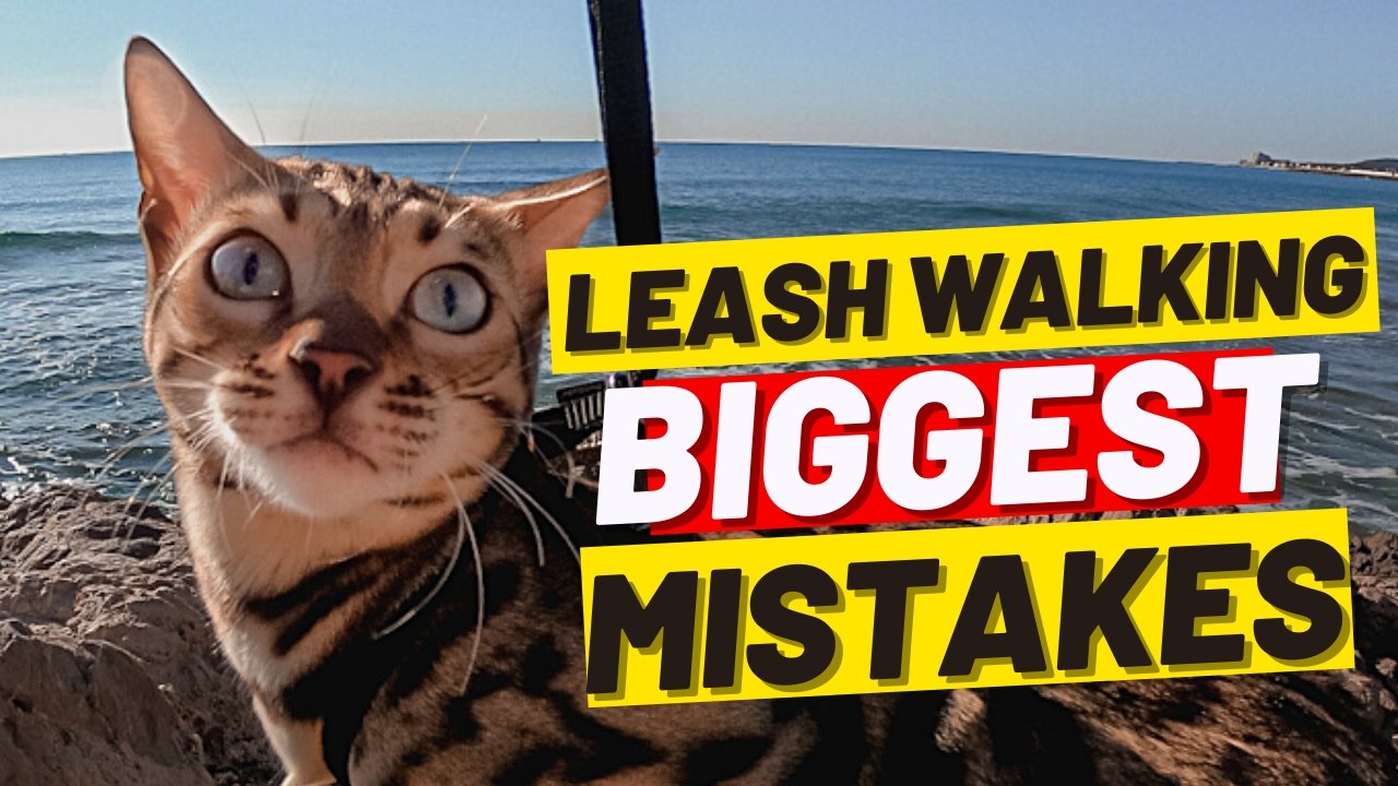 Stop Making These 10 Mistakes When Walking Your Cat on a Leash - OutdoorBengal
