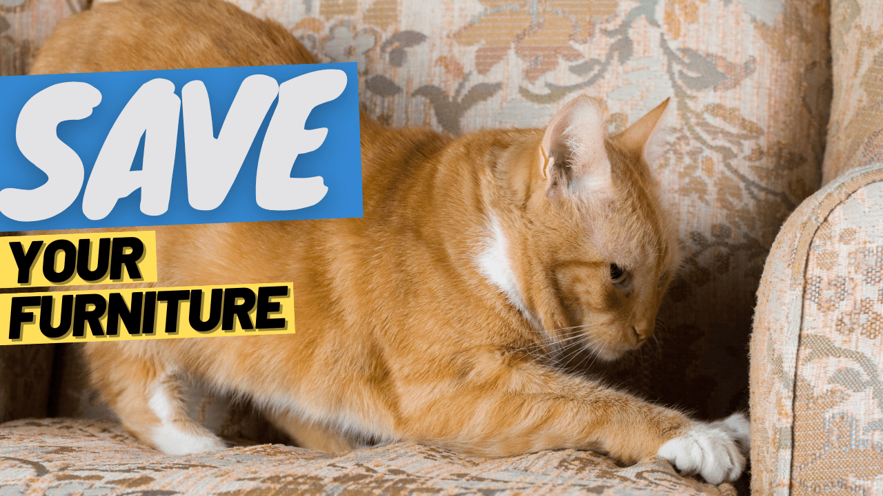 Stop Your Cat from Scratching Furniture - OutdoorBengal