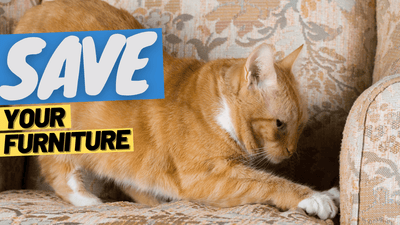 Stop Your Cat from Scratching Furniture - OutdoorBengal