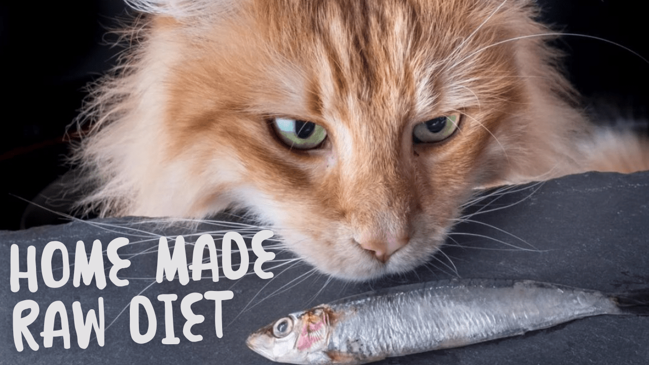 Supercharging Your Cat's Health with This Homemade Raw Diet - OutdoorBengal
