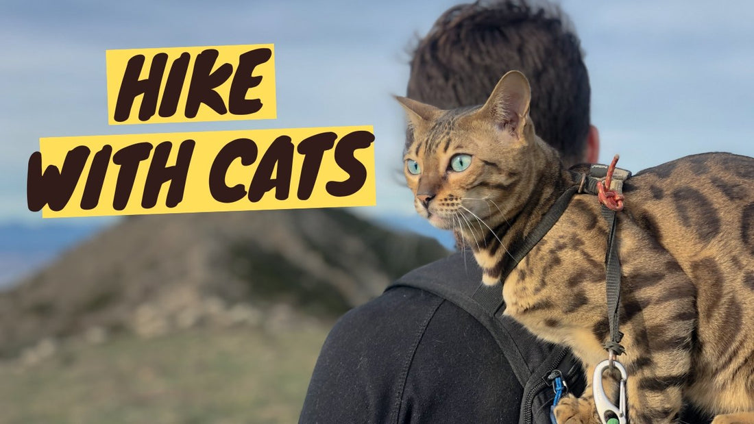 Take Your Cat Hiking: Expert Tips for Safe & Enjoyable Adventures - OutdoorBengal